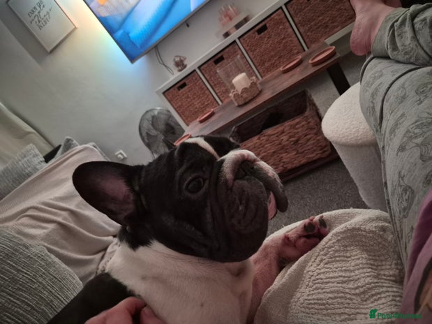French Bulldog dogs Male French bulldog - Advert 1