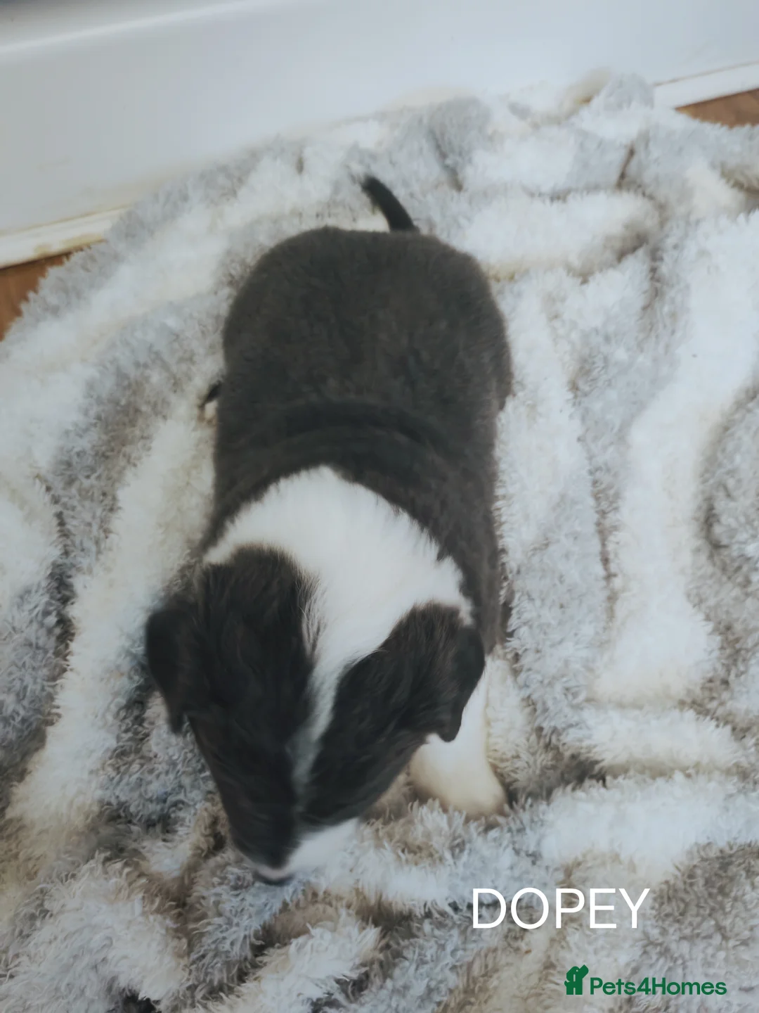 Mixed Breed dogs for sale:  REDUCED!! 2 OLD TYME BORDER COLLIE PUPPIES!  - Advert 12