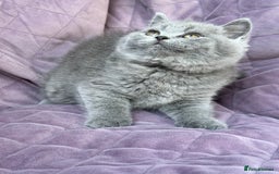British Shorthair cats for sale: British shorthair kittens🐻🐻‍❄️🐻🐻‍❄️🐻🐻‍❄️ - Image 11
