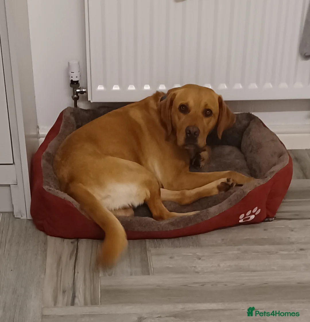 Labrador Retriever dogs for stud: Fox red Labrador up for stud duties ( PROVEN)  in Hengoed - Advert 5
