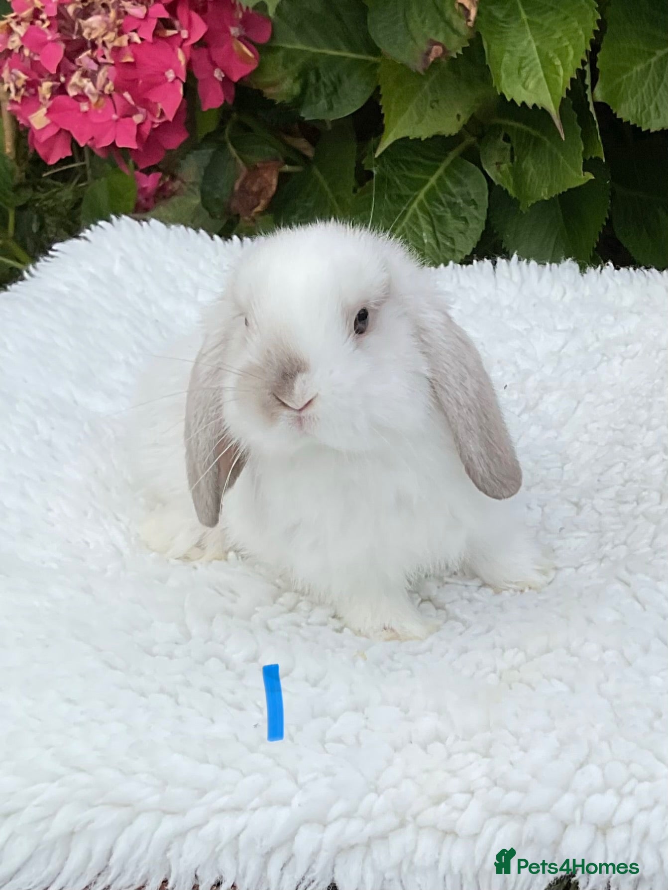 Mini Lop rabbits Pure bred mini lops baby rabbits . - Advert 1