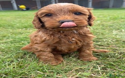 Cockapoo dogs for sale: Adorable F1B cockapoo puppies - Image 9