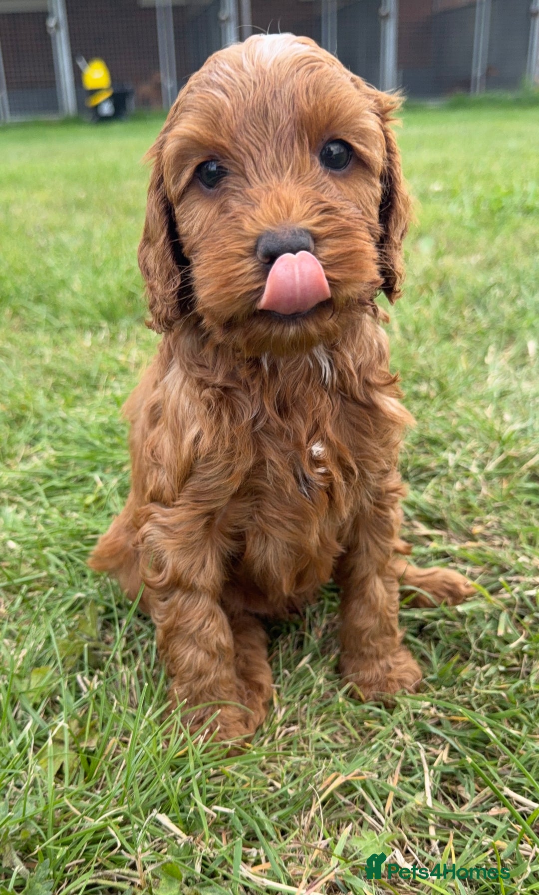 Cockapoo dogs for sale: Adorable F1B cockapoo puppies - Image 9