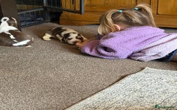 Cocker Spaniel dogs for sale: 🩷Stunning chocolate sable roan show type cocker🩷 - Advert 4