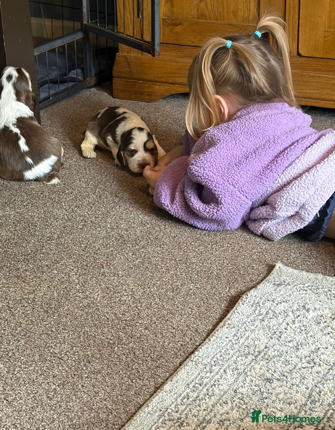 Cocker Spaniel dogs for sale: 🩷Stunning chocolate sable roan show type cocker🩷 - Advert 4