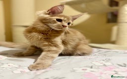 Maine Coon cats for sale: Last Ginger Boy Pure Mainecoon! - Image 23
