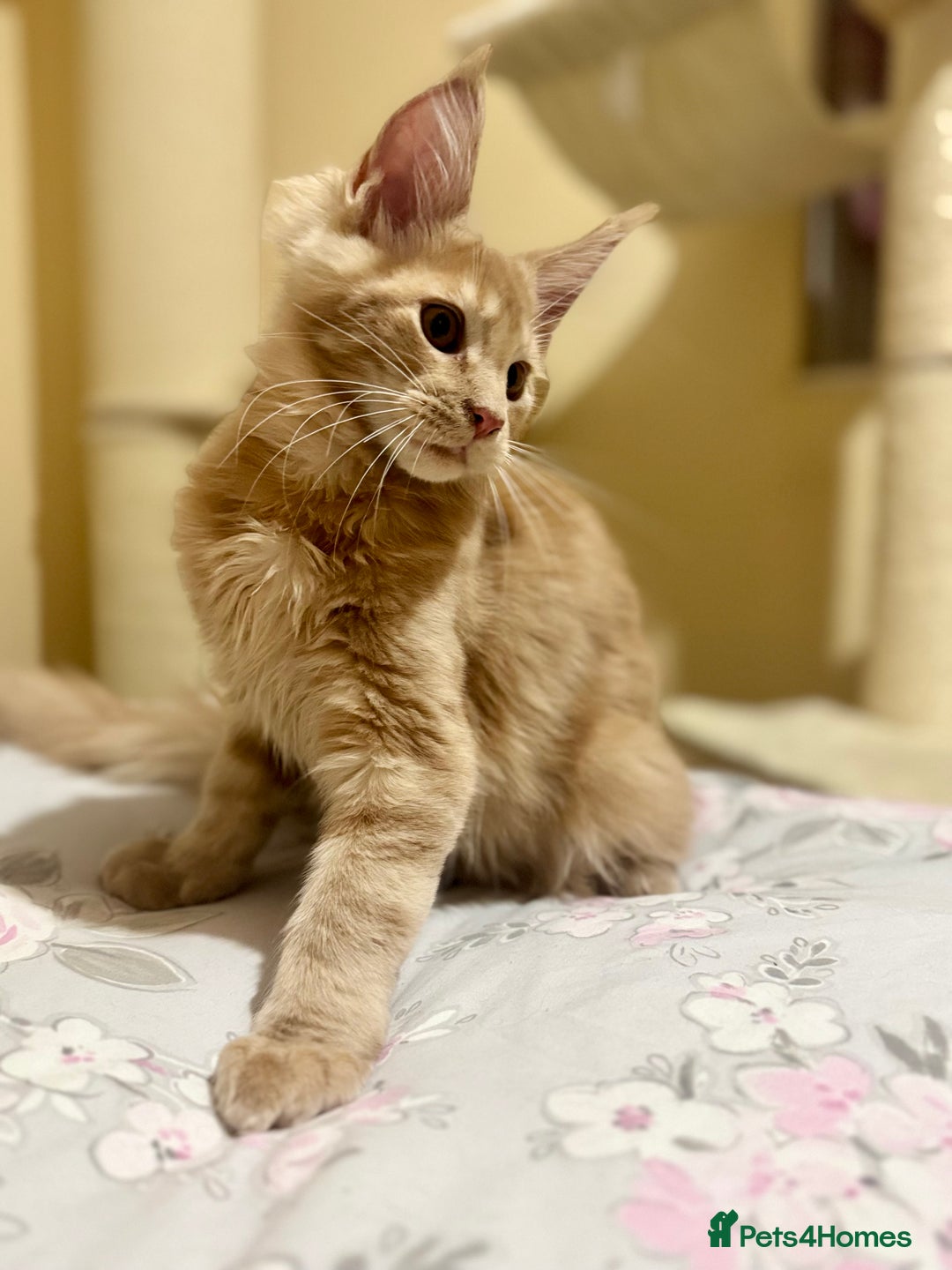 Maine Coon cats for sale: Last Ginger Boy Pure Mainecoon! - Image 23