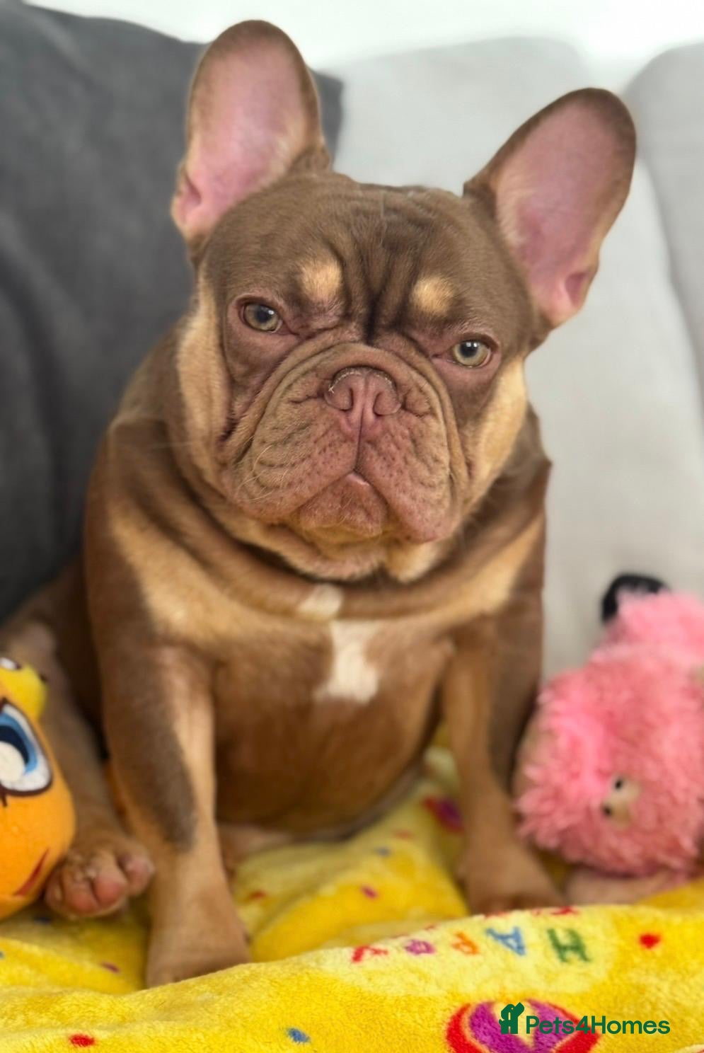 French Bulldog dogs 🤎🌟Rojo Chocolate & Cherry Tan KC Stud 🌟🤎 - Advert 22