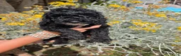 Miniature Poodle dogs for sale: Miniature poodle first litter  - Advert 7