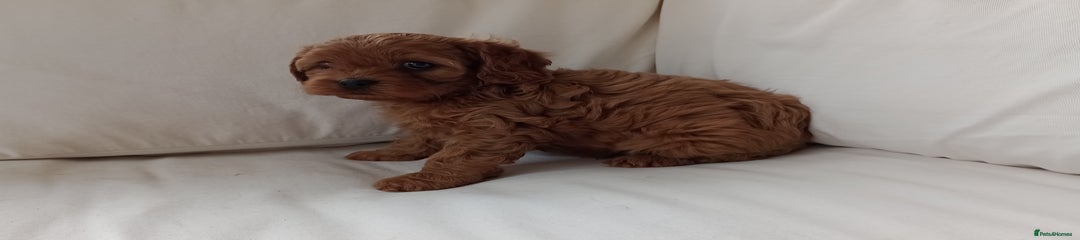 Cavapoo Puppy 3