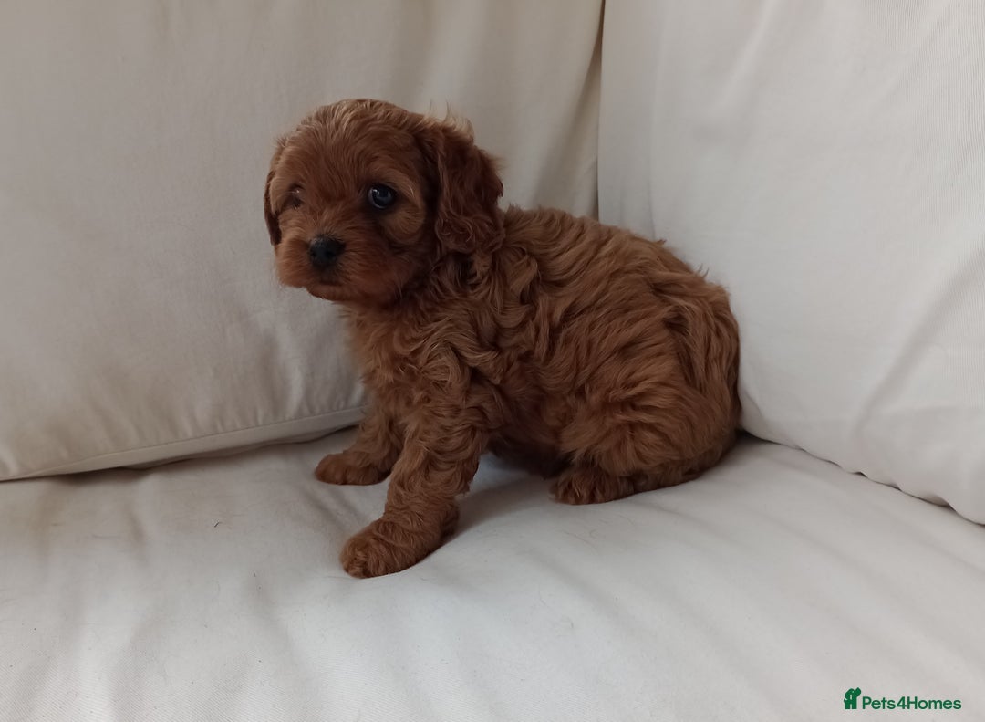 Cavapoo dogs for sale: Gorgeous Red F1 Cavapoo Puppies With H/T Parents - Image 13