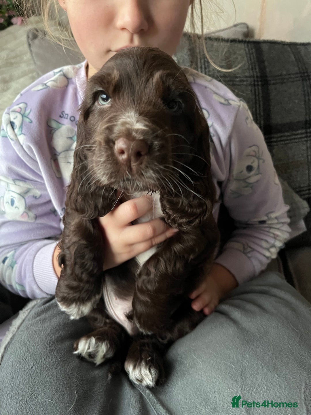 Cocker Spaniel dogs for sale: stunning show cockers - Image 25