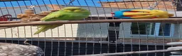 Budgerigars birds for sale: 1 male 1 female budgie £30 each  - Advert 3