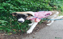 Mixed Breed dogs for sale: Mixed breed 10 month old pup - Image 7