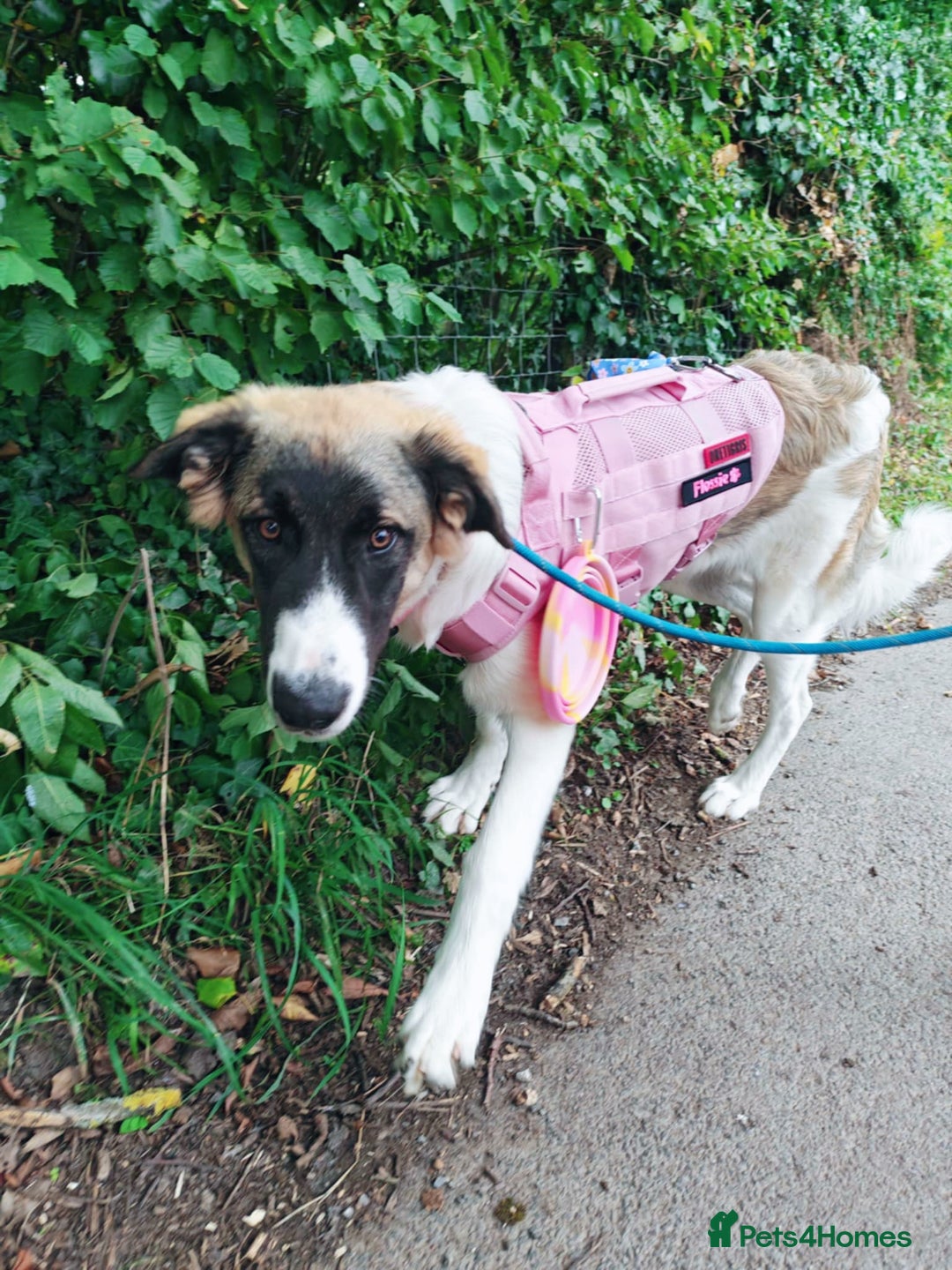 Mixed Breed dogs for sale: Mixed breed 10 month old pup - Image 7