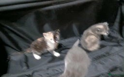 Mixed Breed cats for sale: Mixed breed kittens  - Image 14