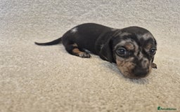 Dachshund dogs for sale: BEAUTIFUL MINI DACSHUNDS - Image 11