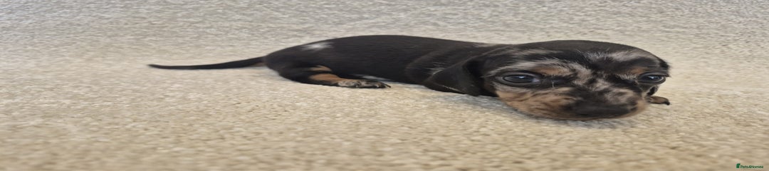 Dachshund Puppy 2