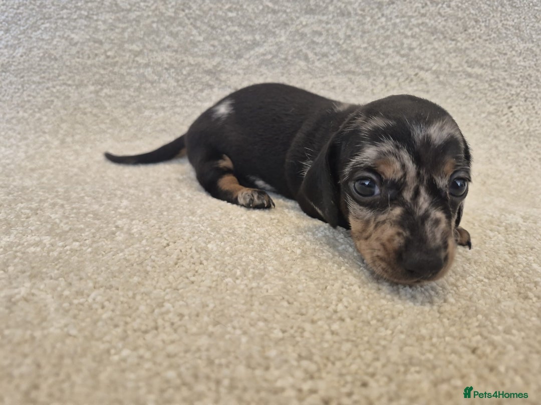 Dachshund dogs for sale: BEAUTIFUL MINI DACSHUNDS - Image 11