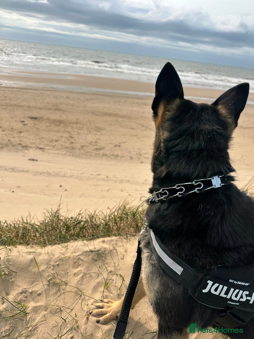German Shepherd dogs for sale: German Shepherd female for sale - Image 3