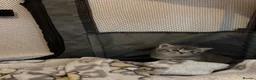 British Shorthair cats for sale: Female kitten. British shorthair/russian blue  - Advert 3