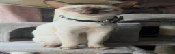 Siamese cats for sale: Male siamese - Advert 4