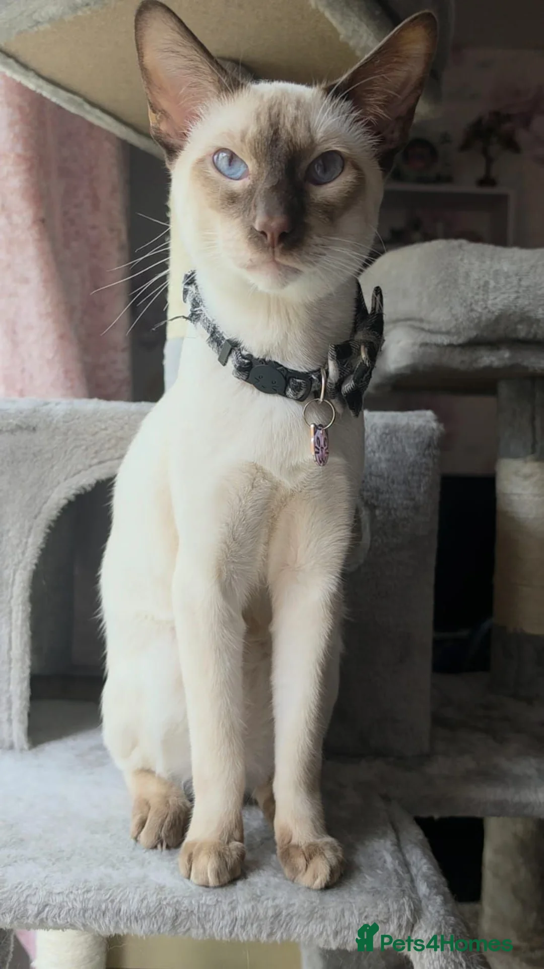 Siamese cats for sale: Male siamese - Advert 4