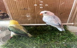 Lovebirds birds for sale: Beautiful Opline lovebirds in Birmingham - Image 14