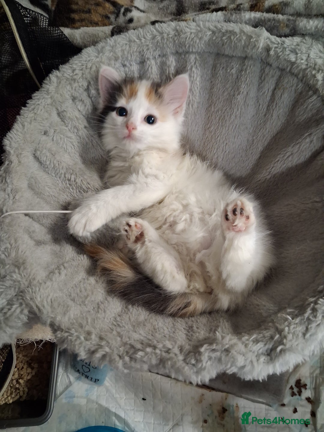 Mixed Breed cats for sale: Gorgeous calico long haired kitten - Advert 4