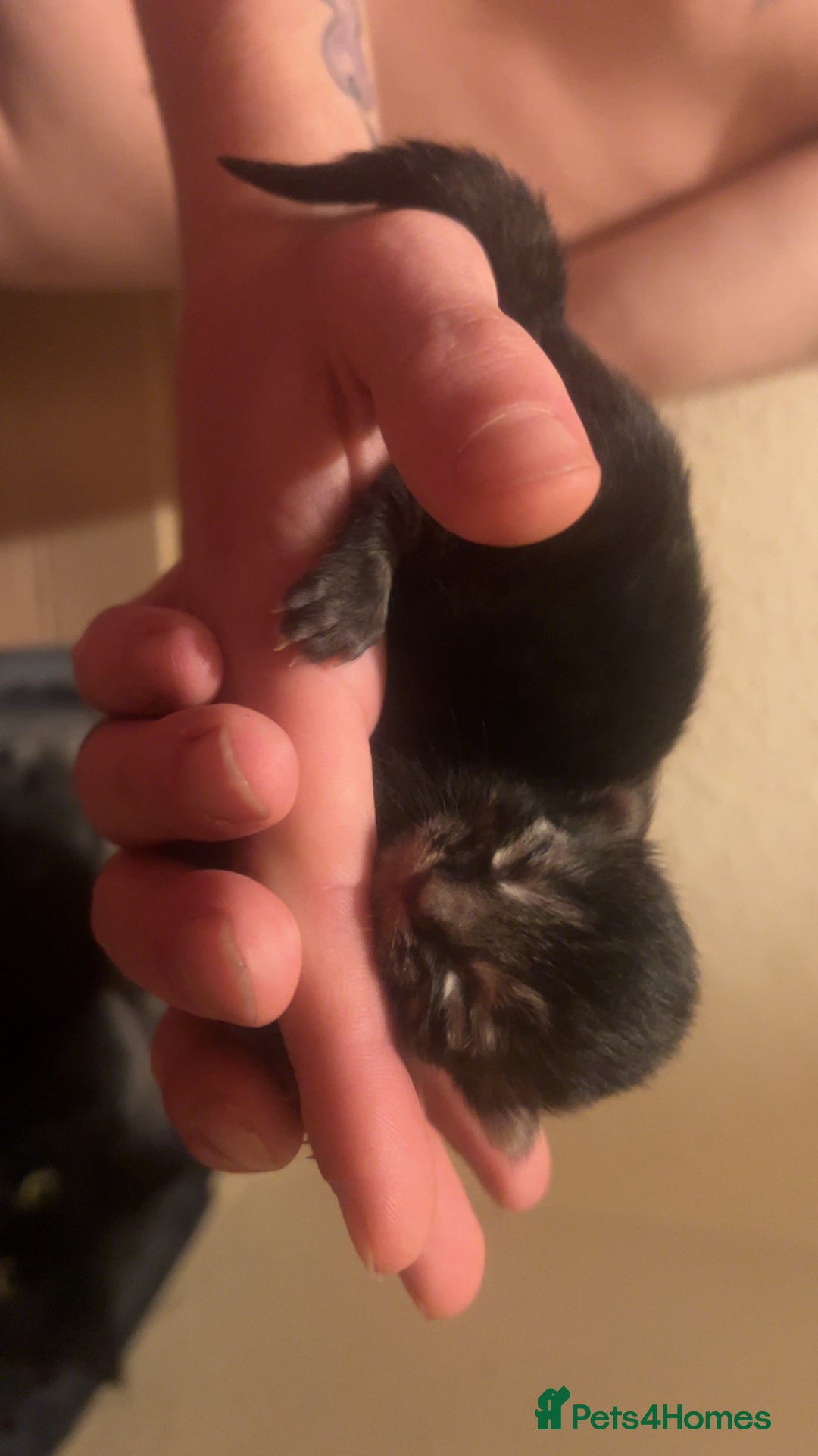 Mixed Breed cats for sale: Black Tabby kittens - Image 5