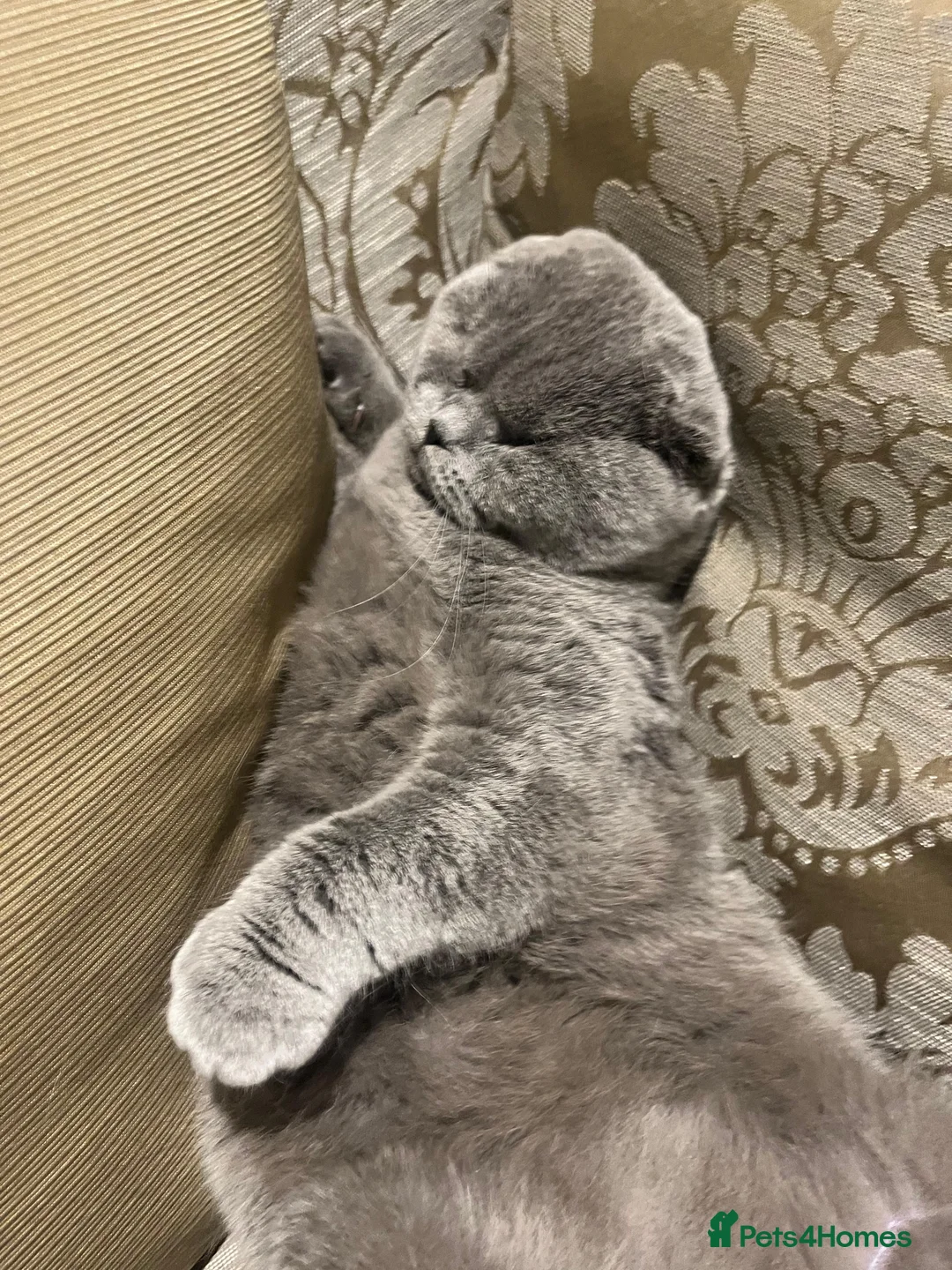 Scottish Fold cats for sale: Our Sightless Superstar - Willow  - Advert 2