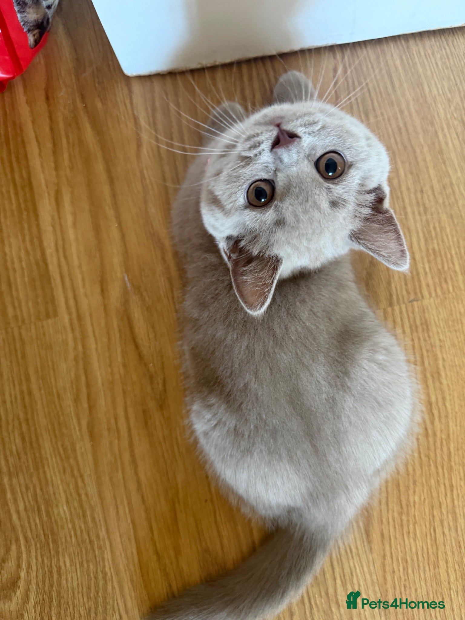 British Shorthair cats Last 3 BSH kittens available of a litter of 5  - Advert 2