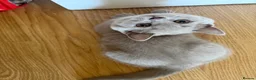 British Shorthair cats for sale: Last 3 BSH kittens available of a litter of 5  - Advert 1