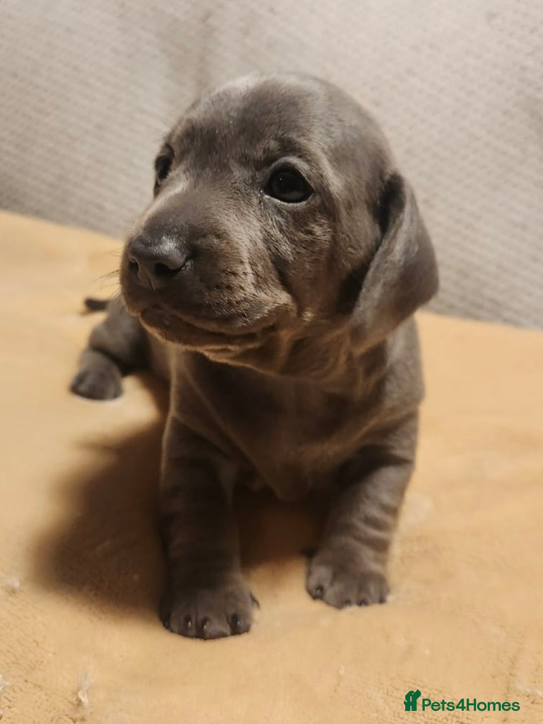 Dachshund dogs for sale: 🐾 Beautiful Dachshund Female Puppies  🐾 - Advert 9