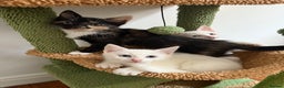 Turkish Angora cats for sale: 3 beautiful kittens for sale  - Advert 1