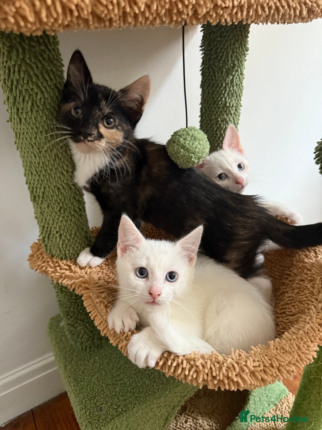 Turkish Angora cats for sale: 3 beautiful kittens for sale  - Advert 1