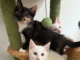 Turkish Angora cats 3 beautiful kittens for sale - Advert 1