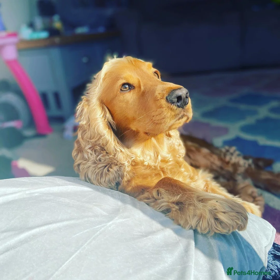 Cocker Spaniel dogs for stud: Cocker Spaniel For Stud in Liverpool - Advert 11