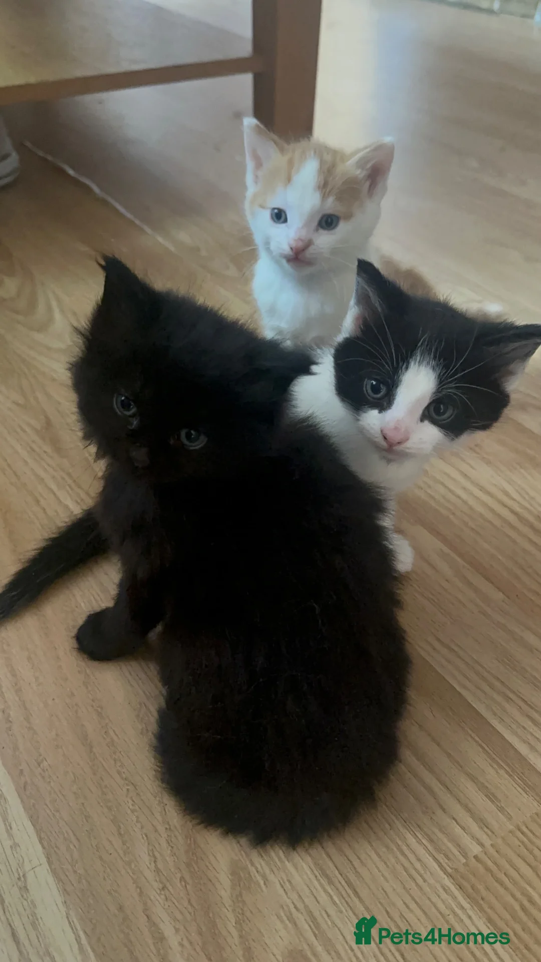 Mixed Breed cats for sale: Last beautiful boy - Advert 4