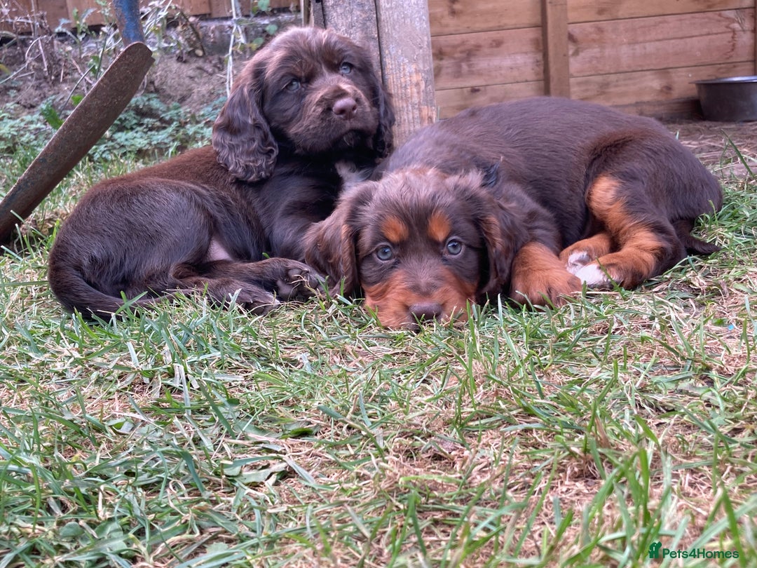 Cocker Spaniel dogs for sale: Full of character  - Image 5