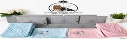 Yorkshire Terrier dogs for sale: Adorable Biewer Yorkshire Terriers - Advert 8