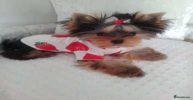 Yorkshire Terrier dogs ❤️Gorgeous yorkie girl available ❤️ - Advert 5