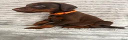 Dobermann dogs for sale: EuropeanDobermanPuppies - Advert 8