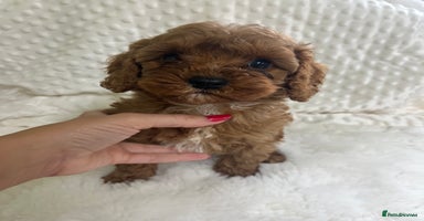 Cavapoo dogs in Brough - Advert 3