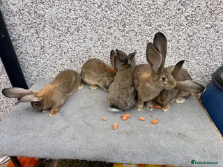 Continental Giant rabbits for sale: Giant continental - Advert 1