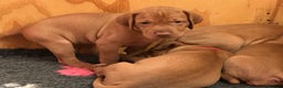Hungarian Vizsla dogs for stud: Stunning Vizsla Stud in Stanford-le-Hope - Advert 7