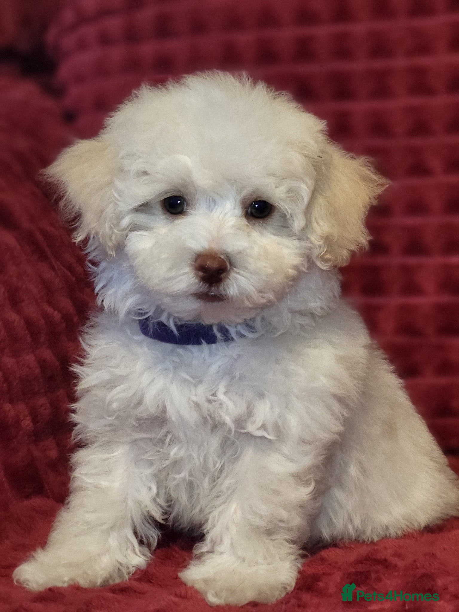 Poochon dogs Poochon READY TO GO - Advert 2