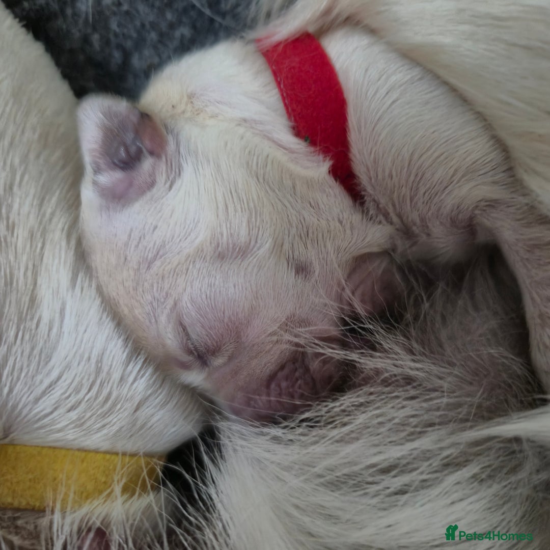 Golden Retriever dogs for sale: 8 beautiful GR - Image 4