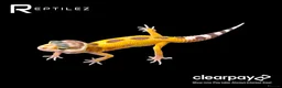Leopard Gecko reptiles for sale: GECKO BABIES - Advert 6