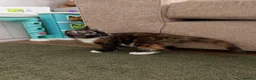 Mixed Breed cats for sale: Kittens  - Advert 16